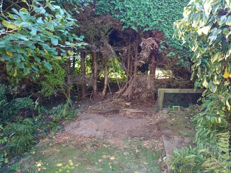After: Shed dismantling and garden clearance in Ballymena